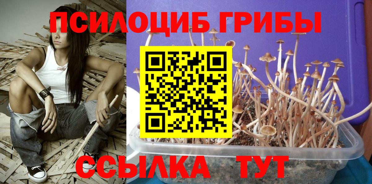 Королёв  Псилоцибиновые грибы Psilocybe  Вход с VPN 